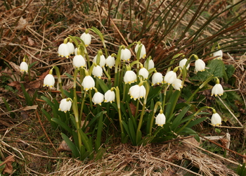 Frühlings-Knotenblume (Leucojum vernum) - © Emanuel Trummer